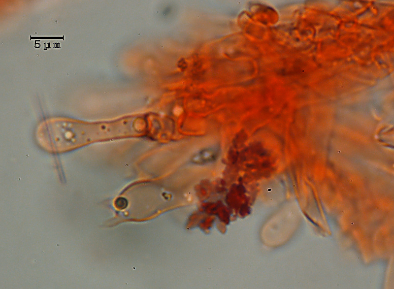 Ricomparsa! (Auriporia aurulenta)